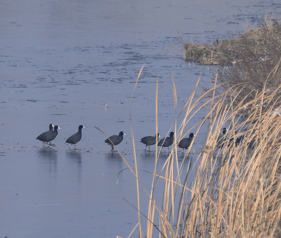 宿州市仙女湖,宿州天鹅湾湖
