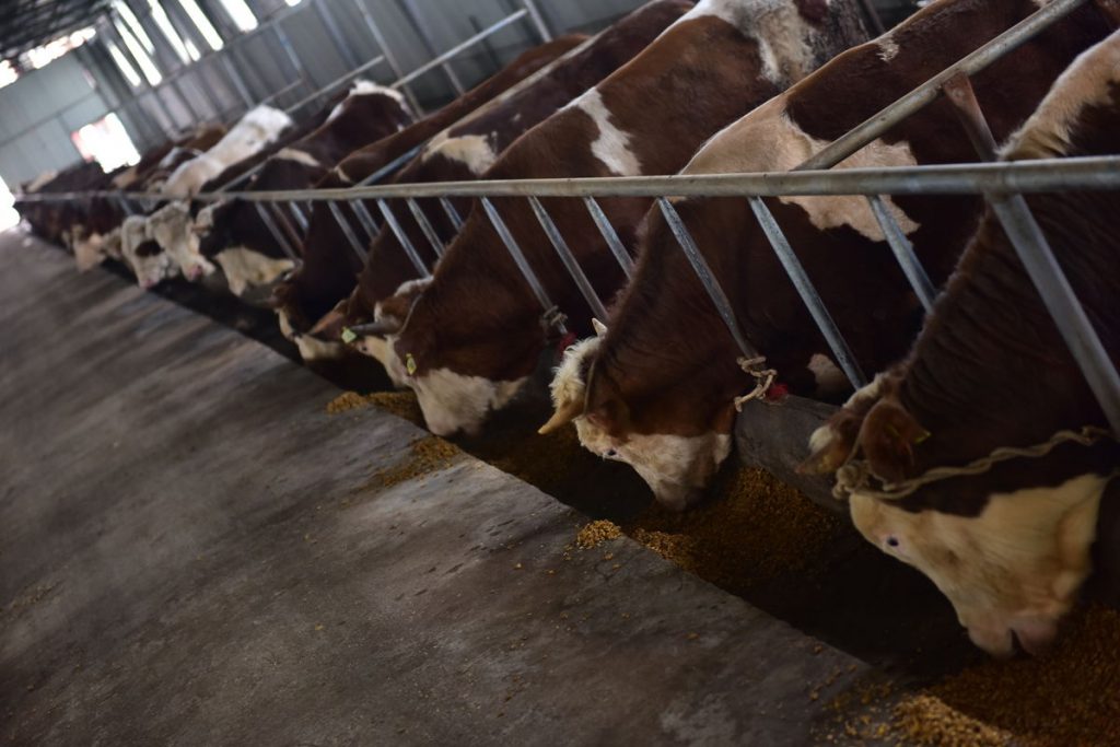 母牛不孕最佳治疗方法,母牛不孕14种方法