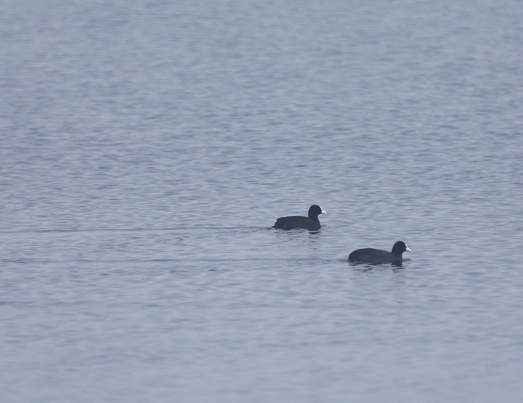 宿州市仙女湖,宿州天鹅湾湖