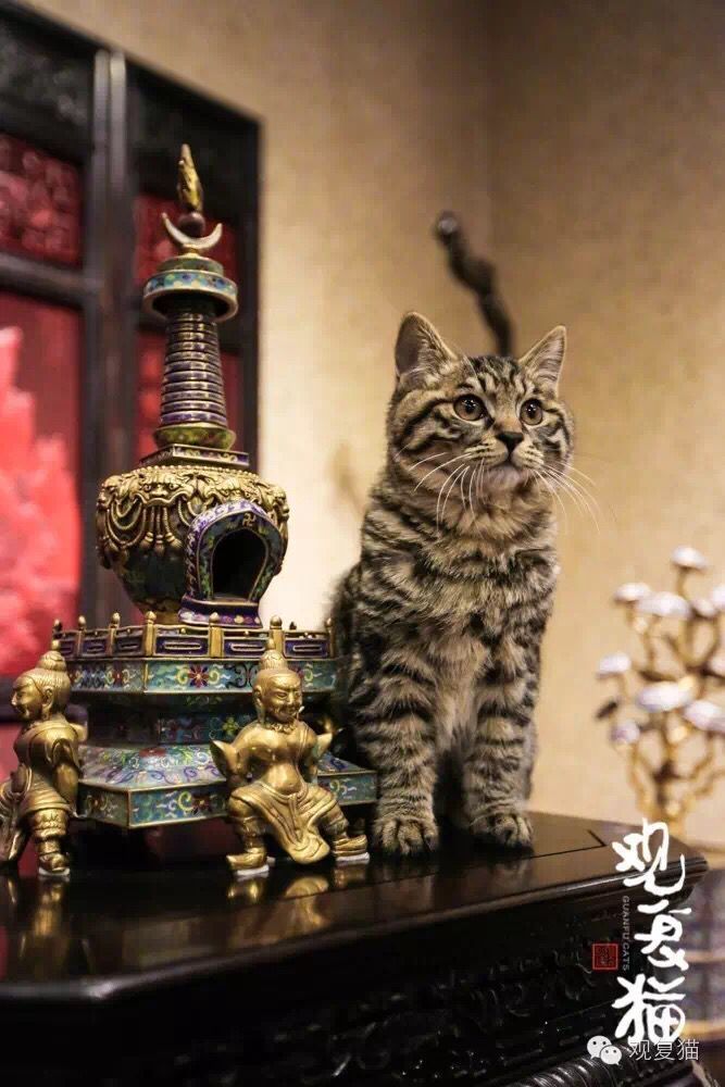 喵星人的江湖完整版,猫的江湖地位