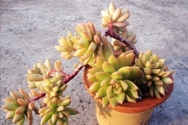 怎样养多肉植物吸甲醛,多肉植物可以吸附甲醛