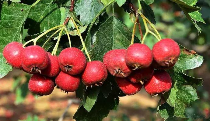 最近爆火的零添加果汁饮料,营养的果汁饮料