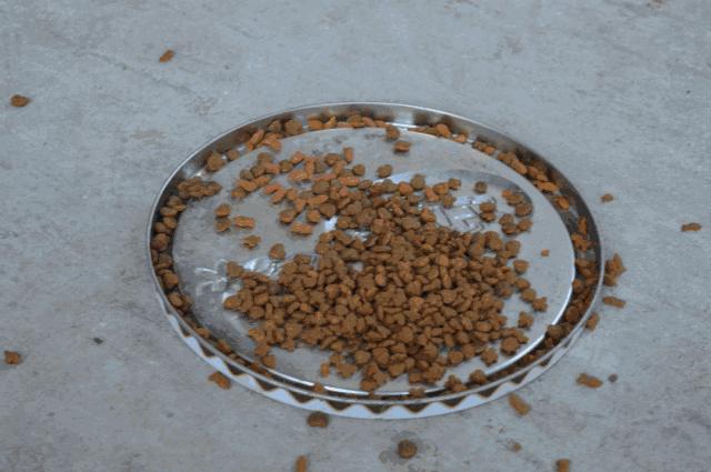 别担心,医学院的猫都还挺好的