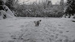 别担心,医学院的猫都还挺好的