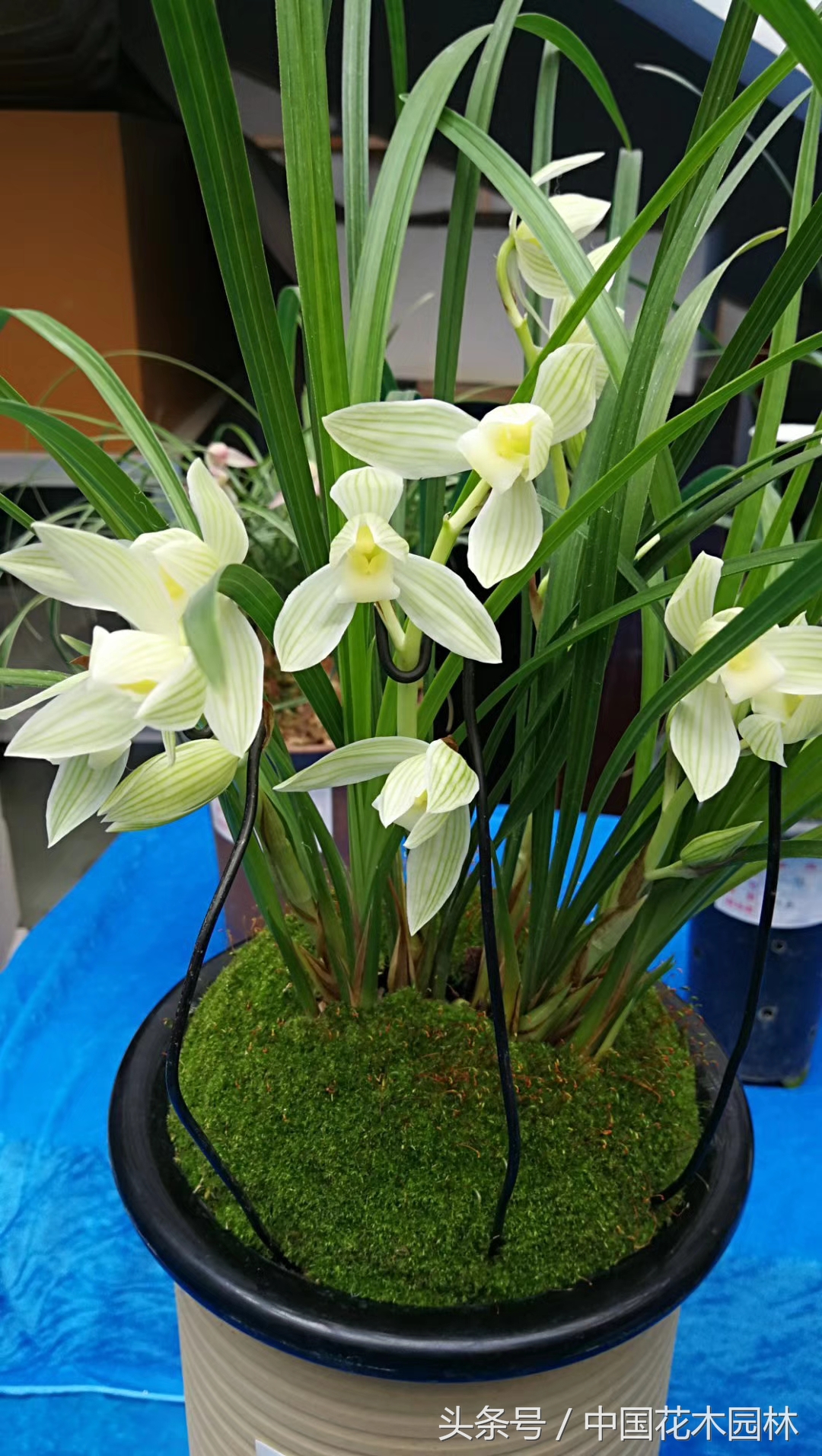 保山兰展特金奖兰花图片,保山市最大的兰花博览会