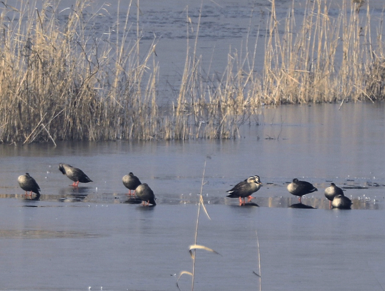 宿州市仙女湖,宿州天鹅湾湖