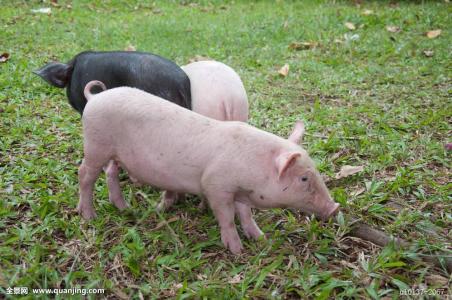 助产时应该如何做,助产掏猪是应该怎么做