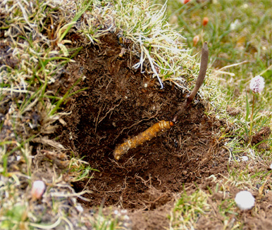 冬虫夏草功效什么中药可以代替,秋冬进补冬虫夏草