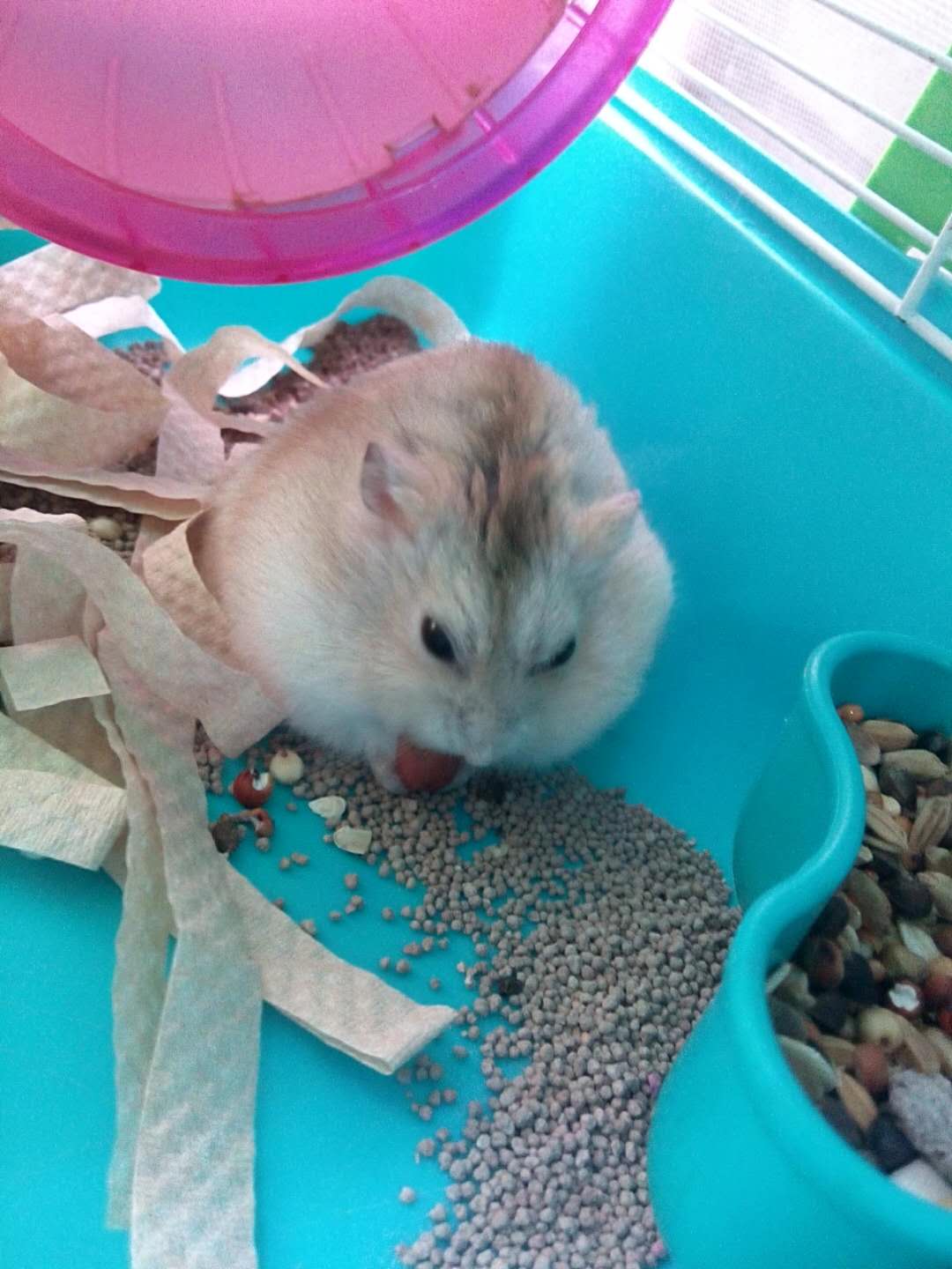 买仓鼠自己要注意什么,买仓鼠前要注意什么细节