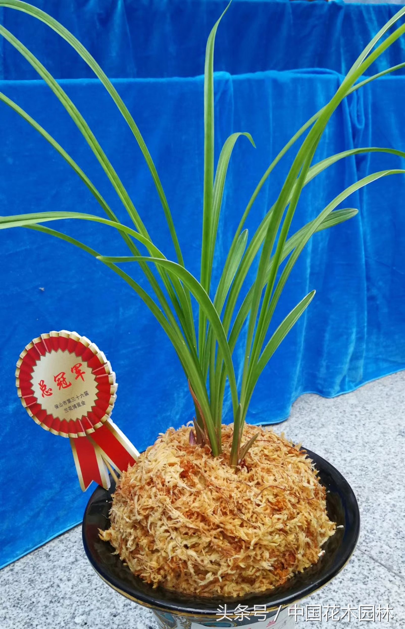 云南保山市兰花展,保山市第三十六届兰花博览会地址