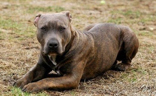 带你了解比特币原始人,带你了解真正的比特犬