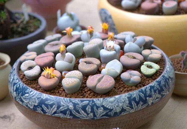 生石花表面皱了怎么办,生石花皱了怎么办呢