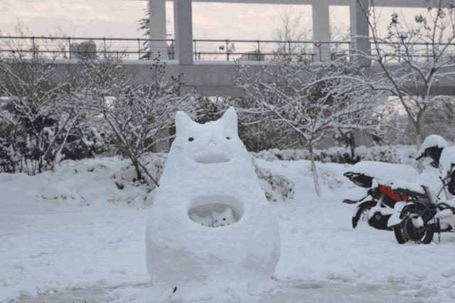 别担心,医学院的猫都还挺好的