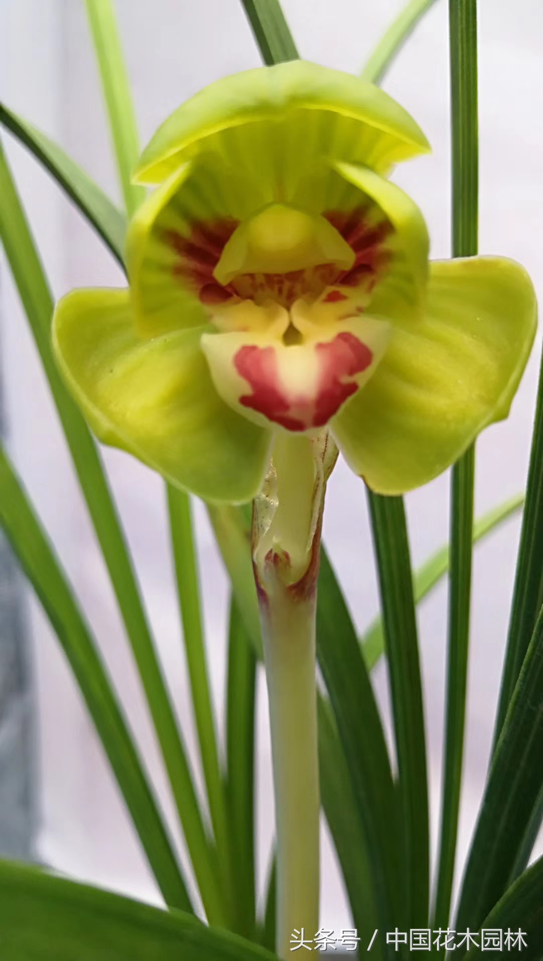 保山兰展特金奖兰花图片,保山市最大的兰花博览会