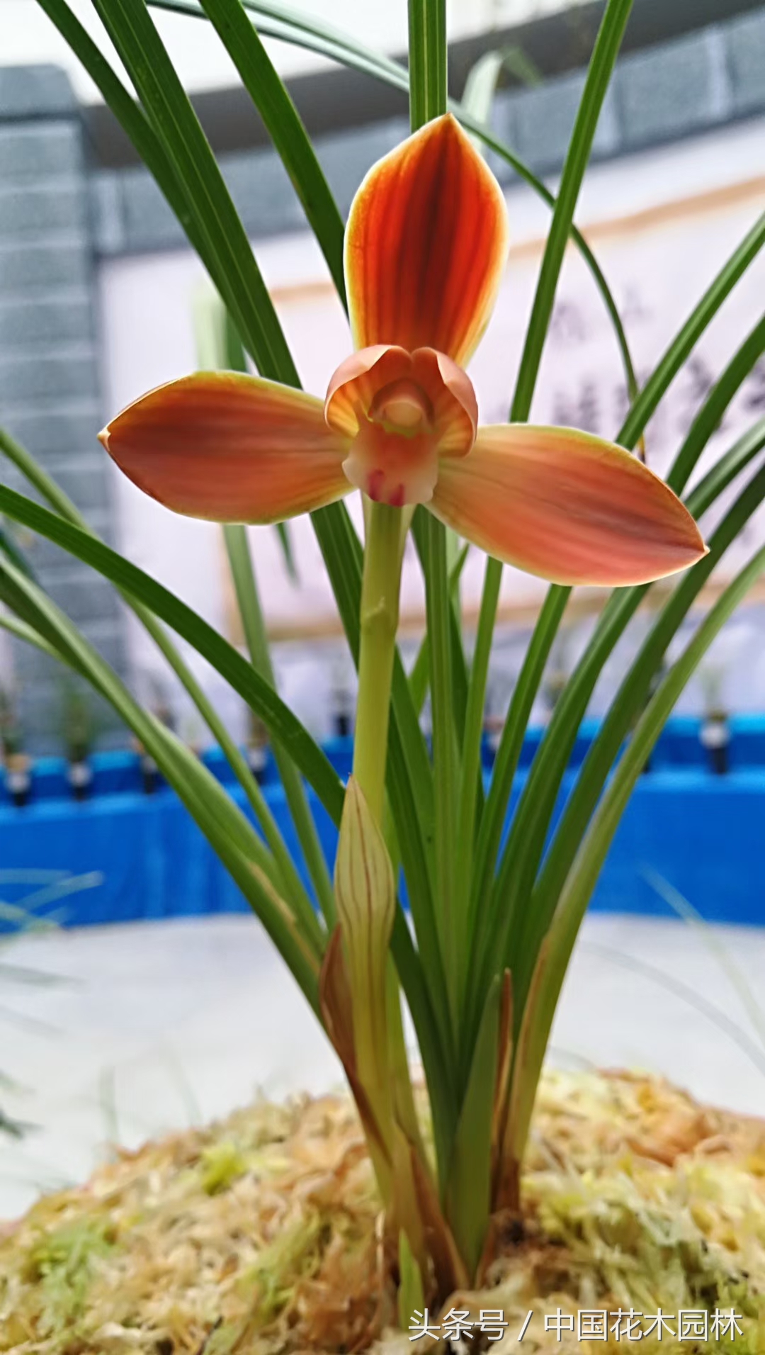 保山兰展特金奖兰花图片,保山市最大的兰花博览会