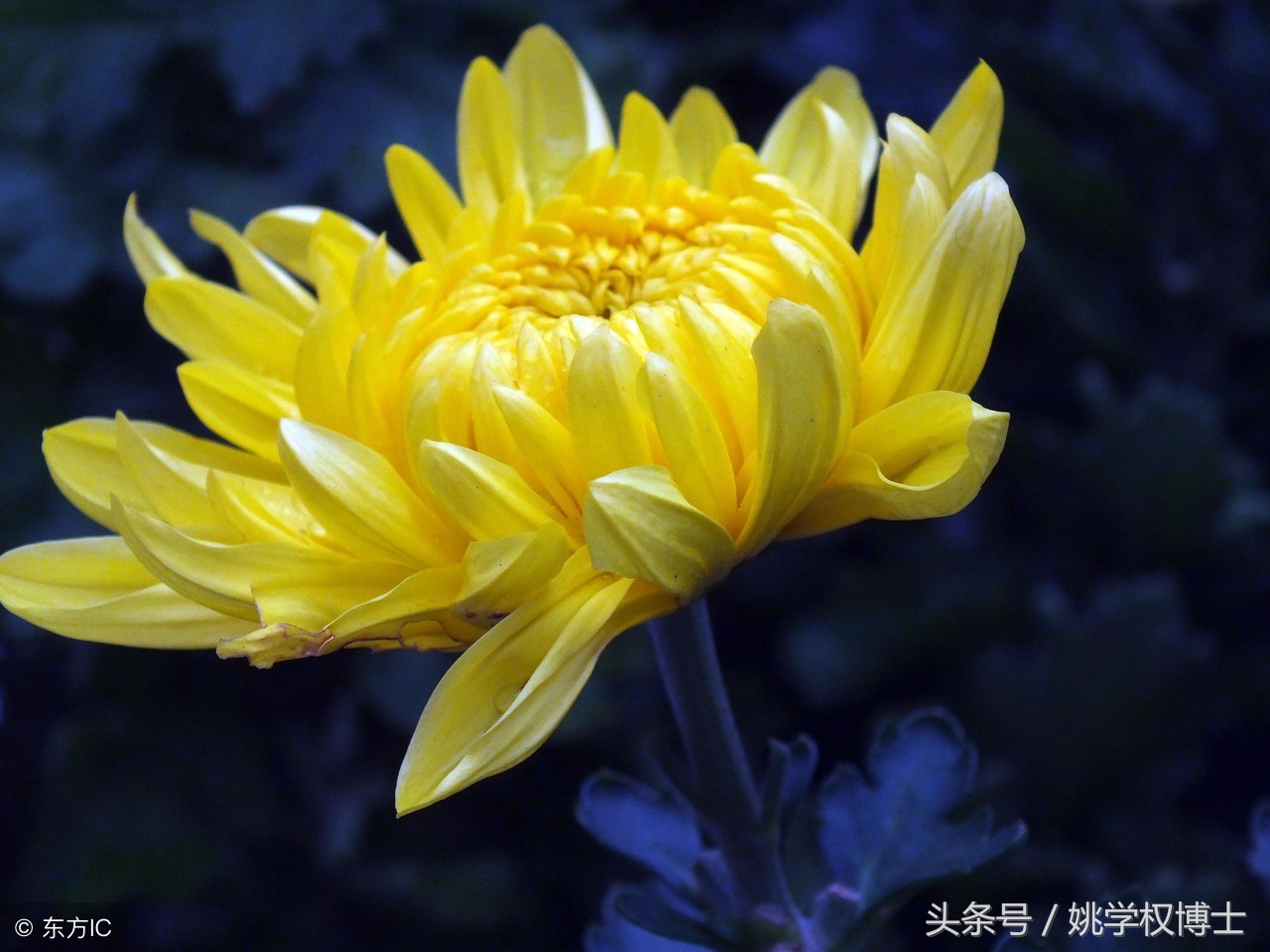 失肛之痛有多痛？告诉你活人怎样不被便便憋憋憋死