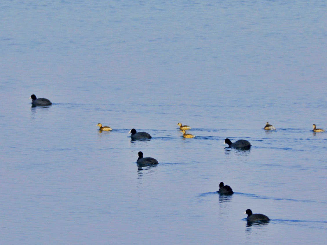 宿州市仙女湖,宿州天鹅湾湖