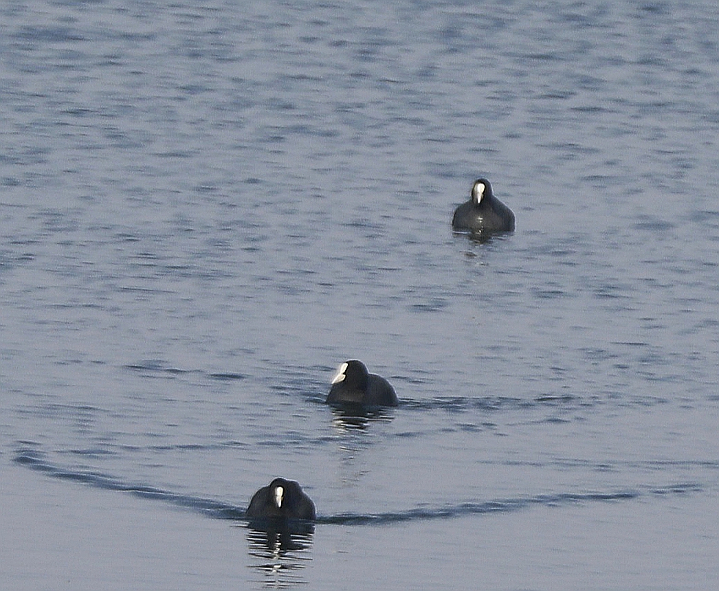 宿州市仙女湖,宿州天鹅湾湖