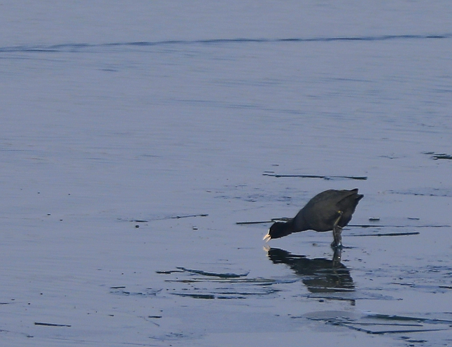 宿州市仙女湖,宿州天鹅湾湖