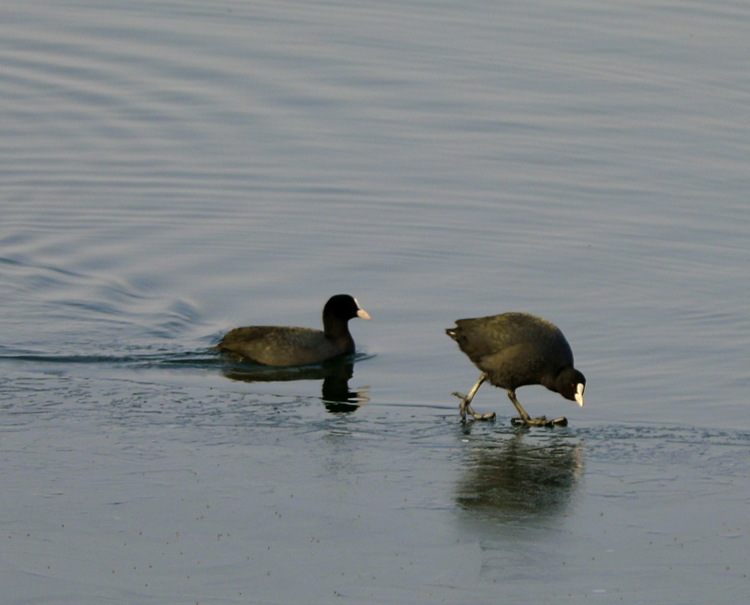 宿州市仙女湖,宿州天鹅湾湖