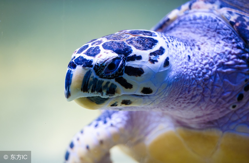 观赏性小乌龟的饲养方法,宠物乌龟的养殖方法和注意事项