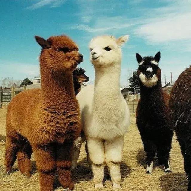 驼羊和羊驼哪个吐口水,羊驼与驼羊的区别