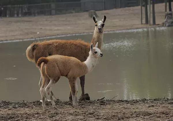 驼羊和羊驼哪个吐口水,羊驼与驼羊的区别