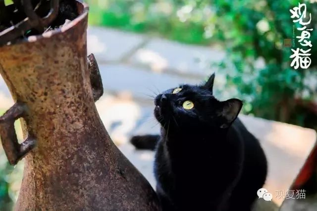 喵星人的江湖完整版,猫的江湖地位