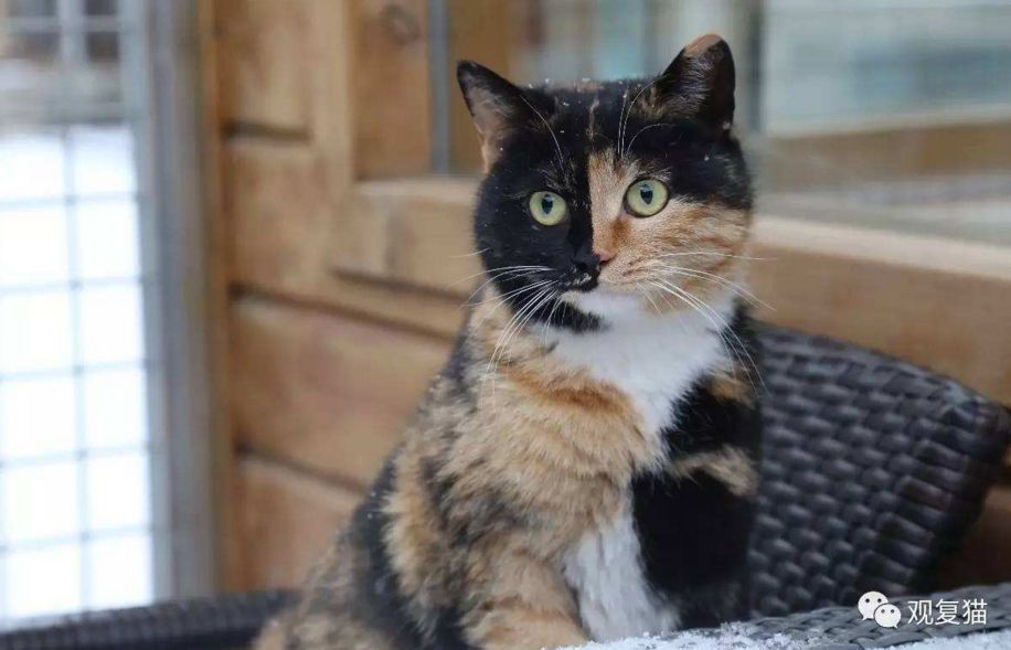 喵星人的江湖完整版,猫的江湖地位