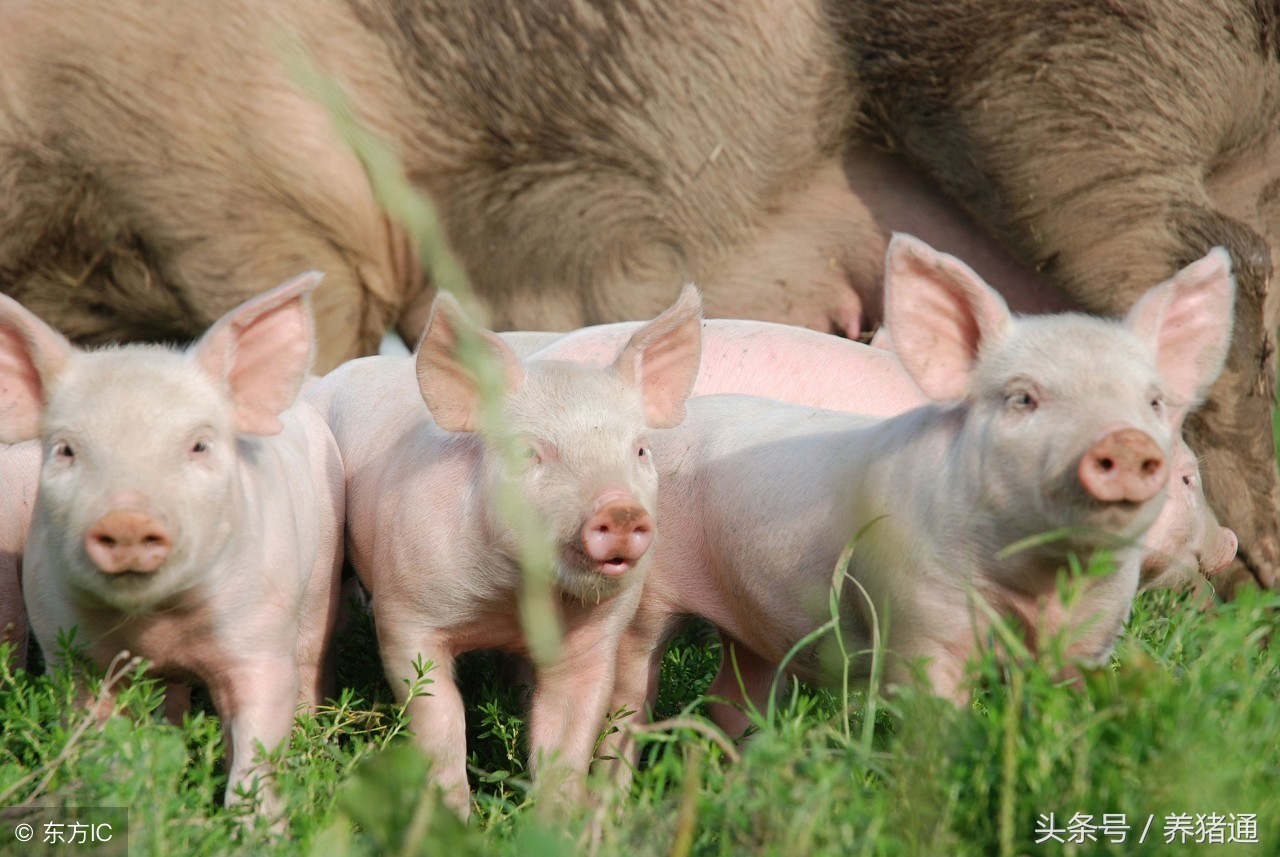 母猪产程过长综合症是指什么?原因有哪些?如何防治?