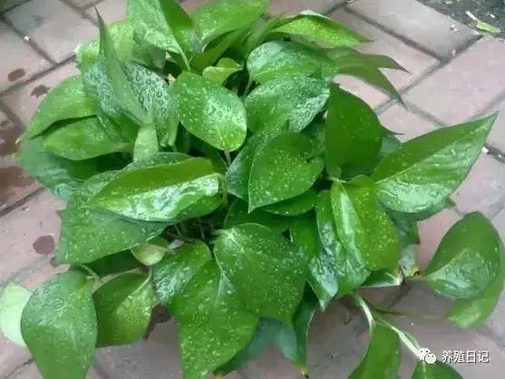 君子兰叶子冻蔫了还能救活吗,波斯菊冻蔫了怎么救活