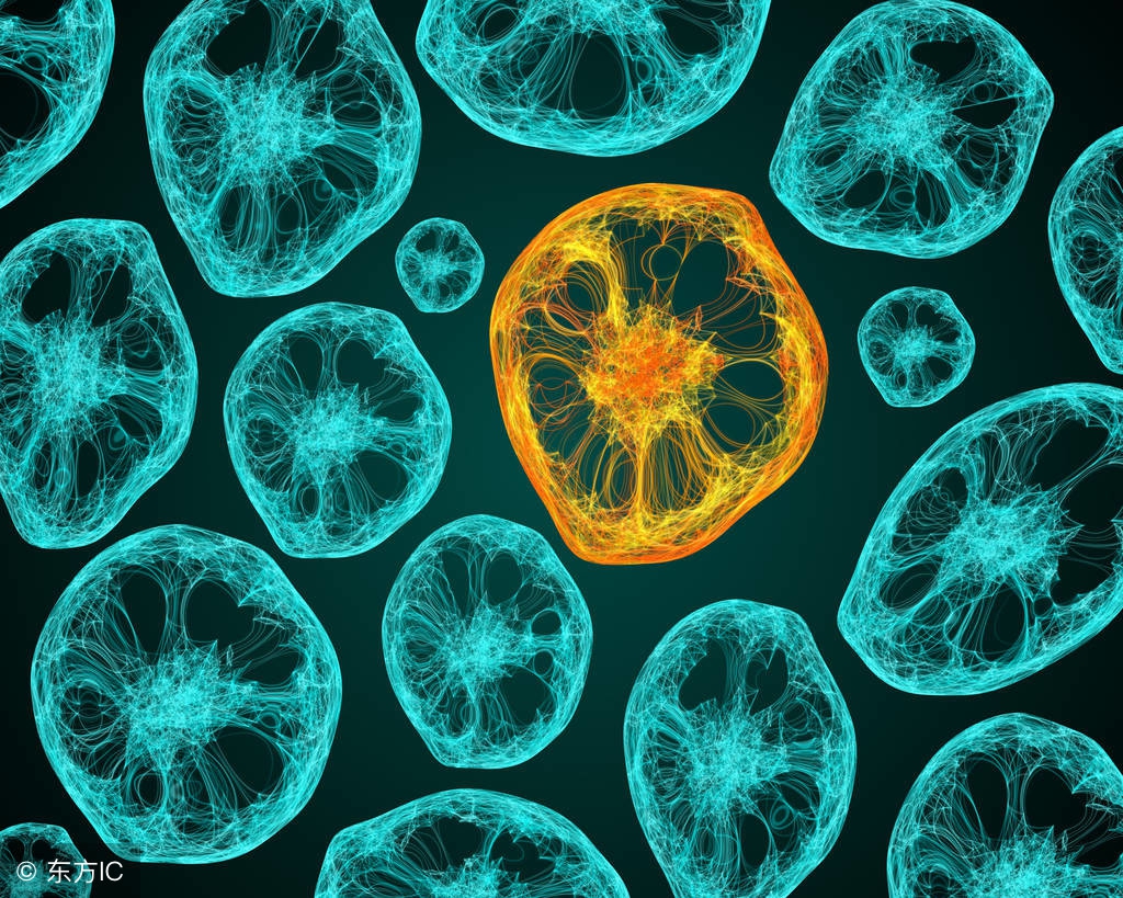 李斯特菌和真菌的区别,李斯特菌是什么