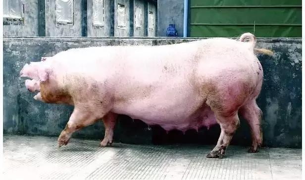 母猪喝啤酒的功效,母猪喝酒的正确方法