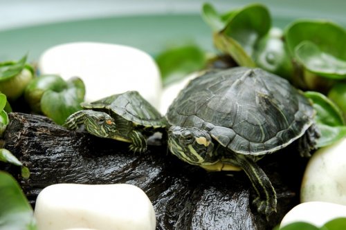 乌龟出眠时的正确方法,乌龟出眠的正确方法