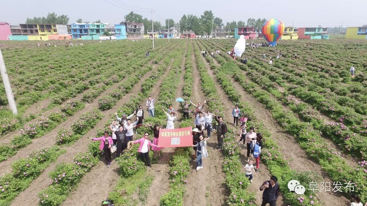 界首有个*瑰园玫**,美爆了!没去别后悔~