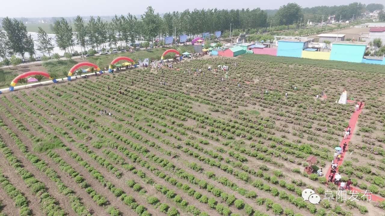 界首有个*瑰园玫**,美爆了!没去别后悔~