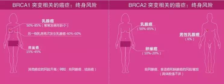brca1和brca2基因适用哪些癌症,brca1brca2基因得癌概率多少