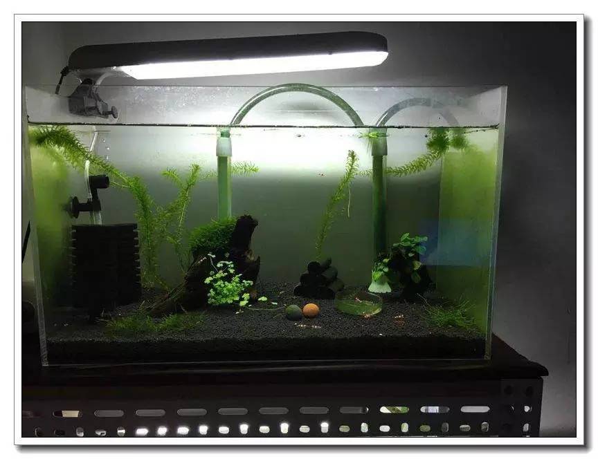 社区精华有鱼成长之路