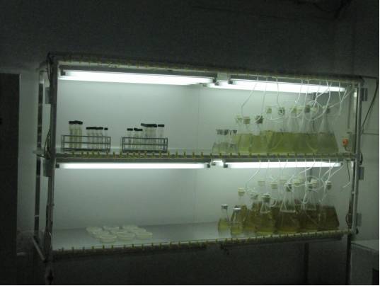 最好的虾苗品牌,新品虾苗