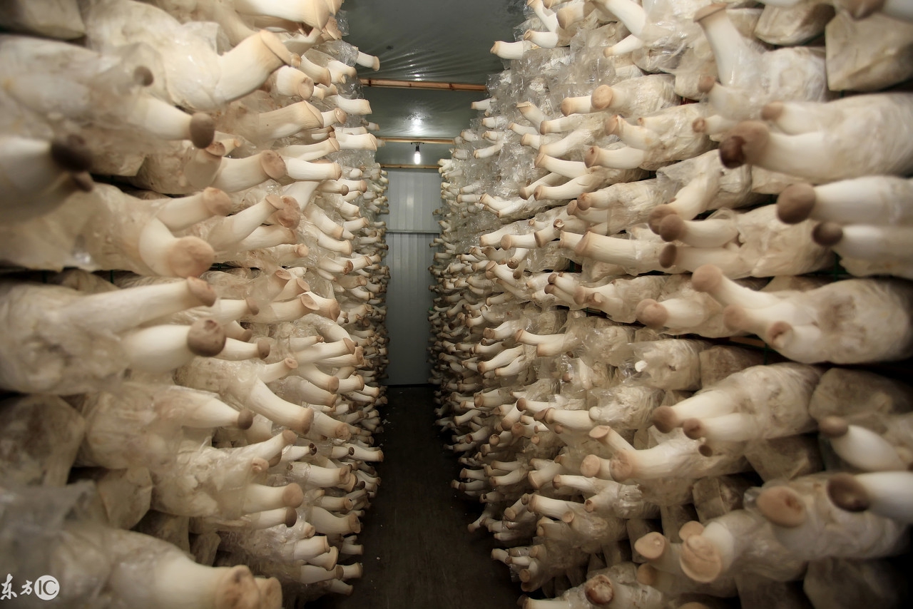 在农村怎样才可以赚到钱？新的一年想发家致富？这些会帮到你！