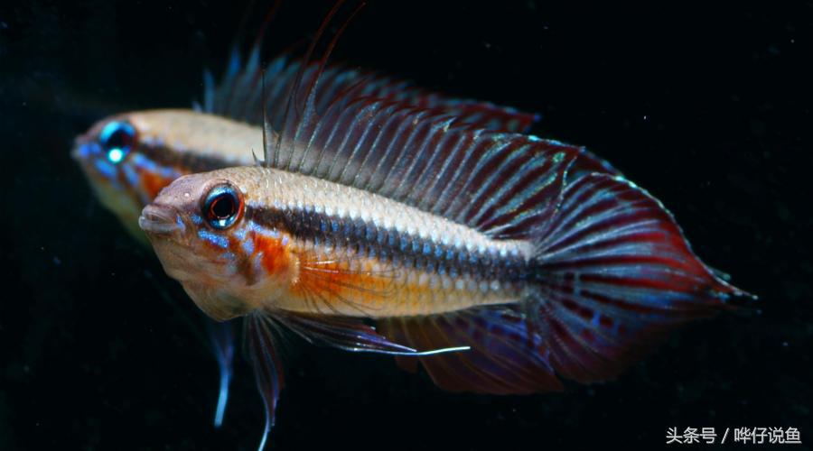 南美短鲷超红,南美短鲷喜欢的环境