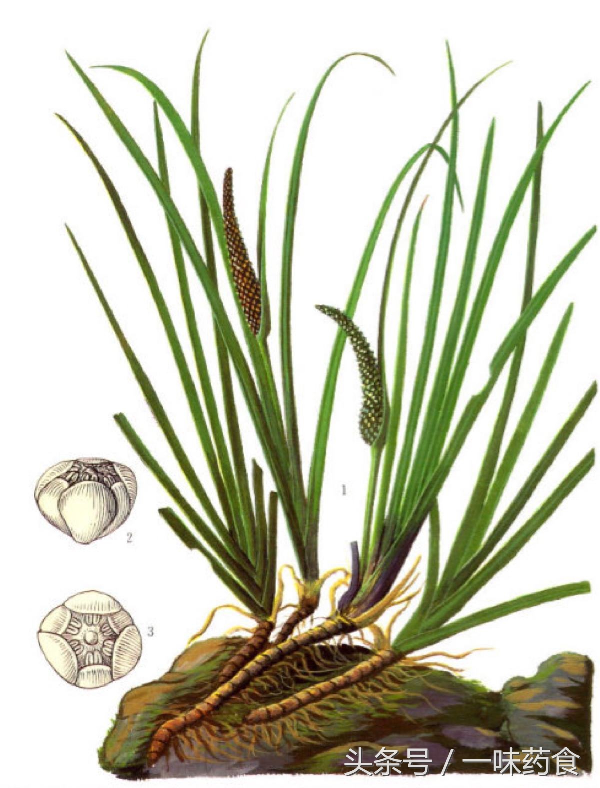 旅行青蛙怎么有更多四叶草,一直养旅行青蛙现在怎么样了