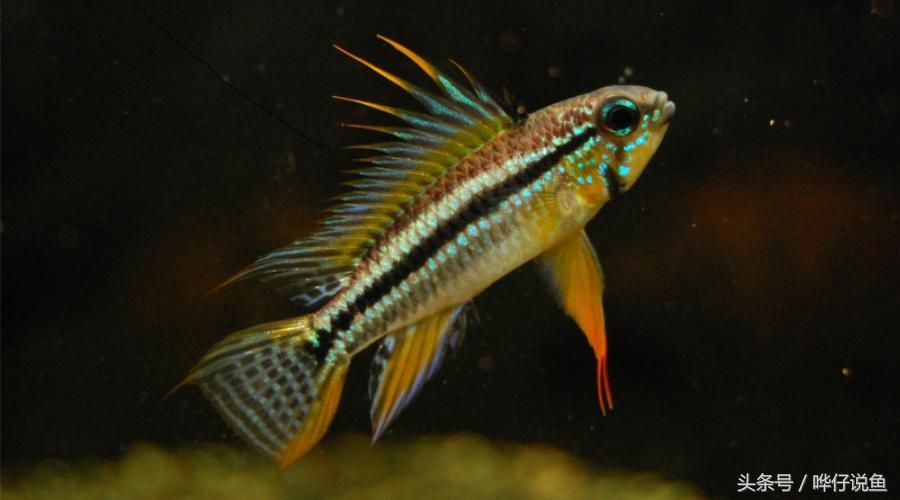 南美短鲷超红,南美短鲷喜欢的环境