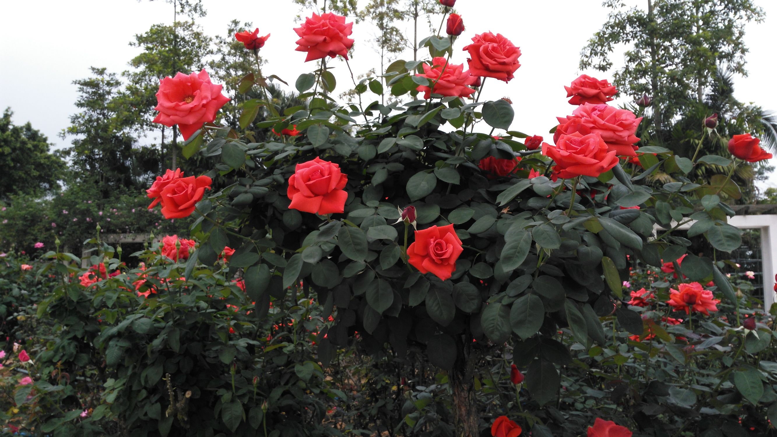 从化宝趣玫瑰世界,广州从化宝趣玫瑰基地