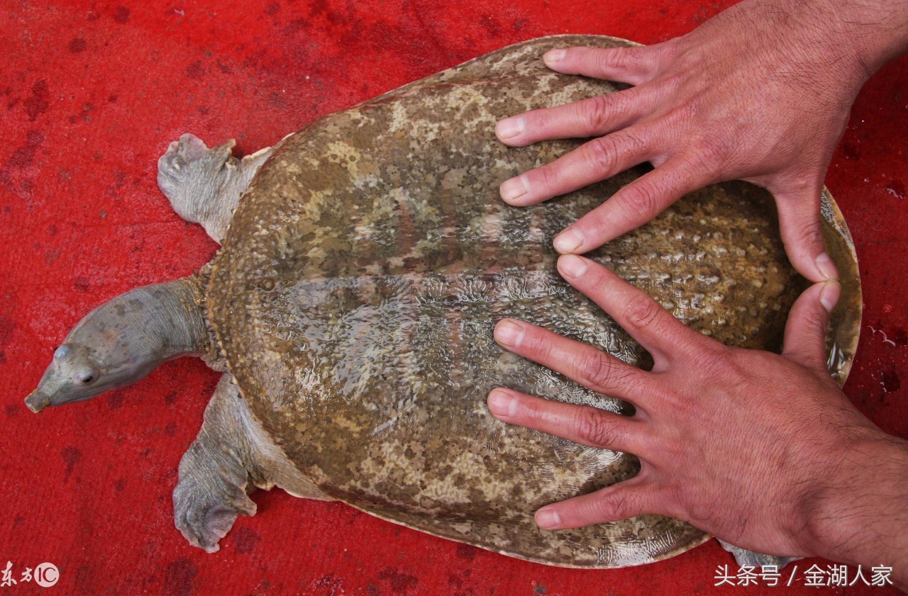 甲鱼养殖方法和技巧,甲鱼怎么养殖才能生长得更好