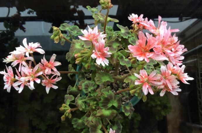 天竺葵好看又好养的品种有哪些 (天竺葵哪些品种漂亮好看又好养)