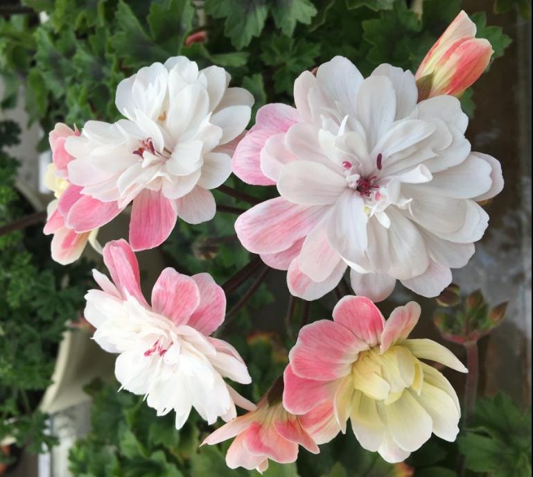 天竺葵好看又好养的品种有哪些 (天竺葵哪些品种漂亮好看又好养)