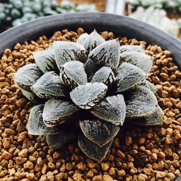 多肉水泡海豹老桩状态,库伯与海豹的区别