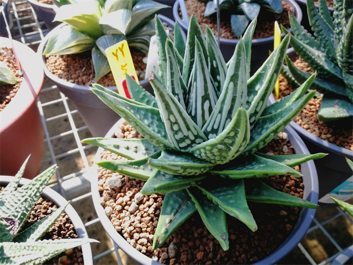 多肉水泡海豹老桩状态,库伯与海豹的区别