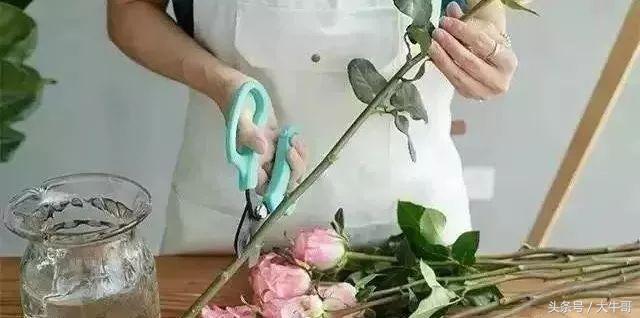 十种玫瑰花的寓意和花语,玫瑰花1-10朵代表含义